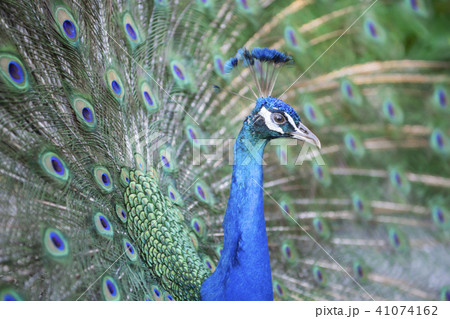 クジャク 41074162