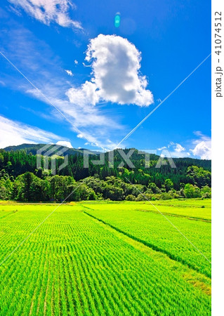 田んぼページ 夏の田舎の田んぼの風景の写真素材 [41074512] - PIXTA