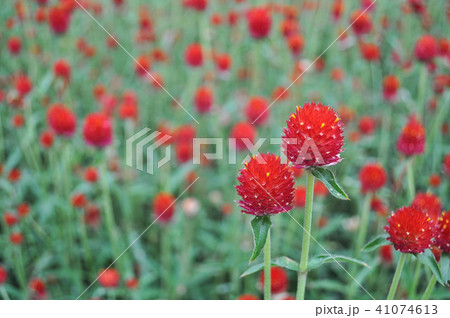 千日紅 センニチコウ 千日草 41074613