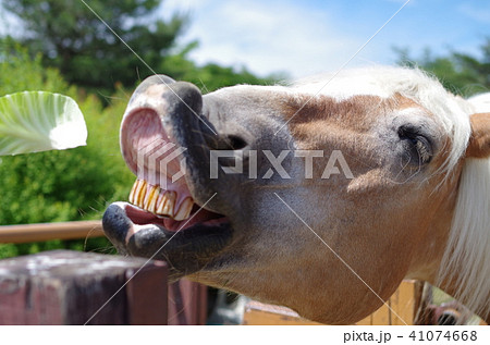 変な顔の馬の写真素材