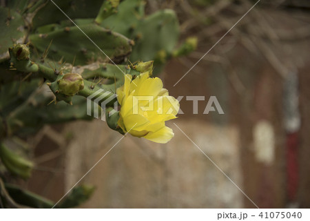 サボテン さぼてん 仙人掌 41075040