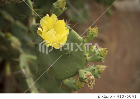 サボテン さぼてん 仙人掌 41075041