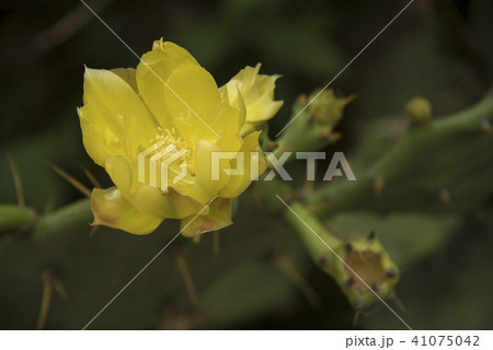 サボテン さぼてん 仙人掌 41075042