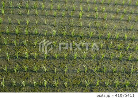 世界遺産　丹生都比売神社　天野の稲田 41075411