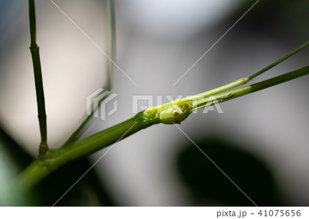 ななふし 41075656