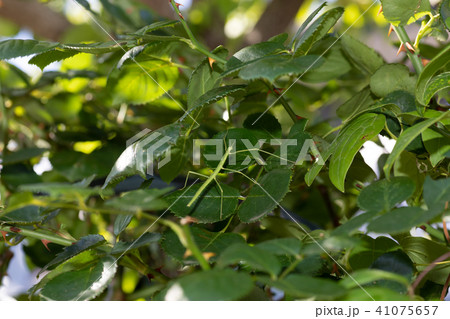 ななふし 41075657