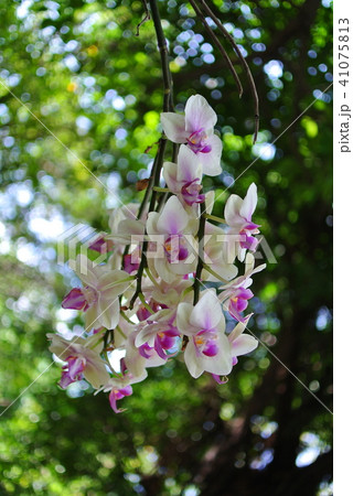 国道1号線 アウトバーン 自動車道 41075813