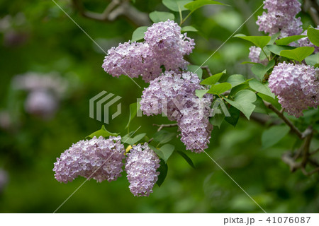 ライラックの花 ライラックの花 41076087