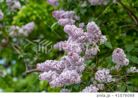 ライラックの花 ライラックの花 41076088