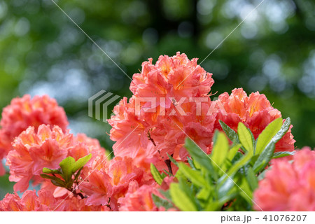 レンゲツツジの花 レンゲツツジの花 41076207