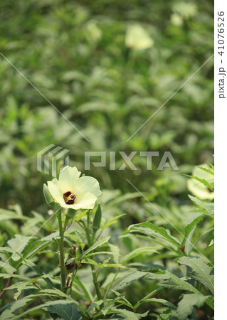 オクラの花と実 オクラの花と実 41076526