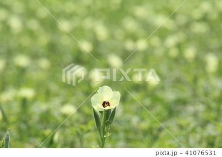オクラの花と実 41076531