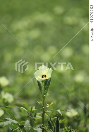 オクラの花と実 41076532