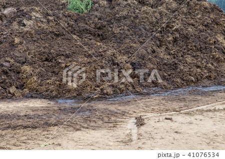 Big heap of smelly manure  41076534