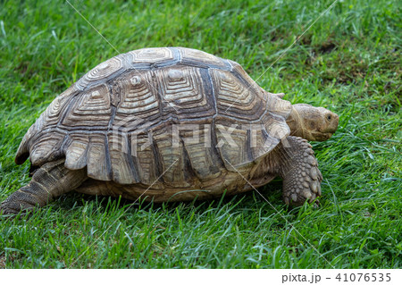 African spurred tortoise (Geochelone sulcata) 41076535