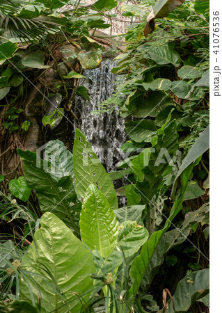 The beauty of a waterfall among the plants 41076536