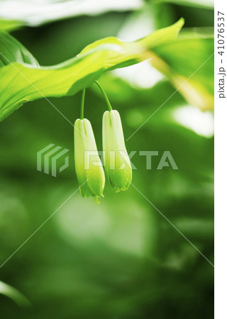 風景写真 ホウチャクソウ 植物写真 森の鈴 癒し  ポストカード チリンチリンのホウチャクの鈴 41076537