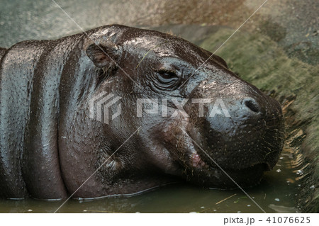 Pygmy hippopotamus in water 41076625