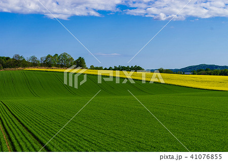 安平町の菜の花 安平町の菜の花 41076855