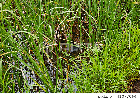 潜むウシガエル 41077064