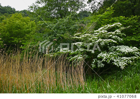 5月末のカッパ池 舞岡公園 瓜久保池 5月末のカッパ池 舞岡公園 瓜久保池 41077068