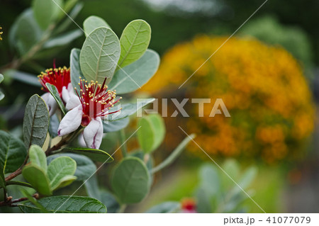 フェイジョアの花の写真素材