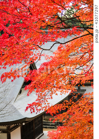神護寺、石段からの眺め。紅葉と五大堂・毘沙門堂 神護寺、石段からの眺め。紅葉と五大堂・毘沙門堂 41077297