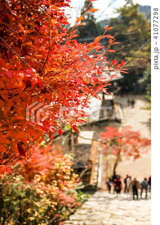 神護寺、金堂前石段からの秋景色 41077298
