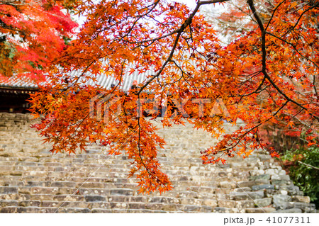 神護寺、金堂前石段に紅葉 神護寺、金堂前石段に紅葉 41077311