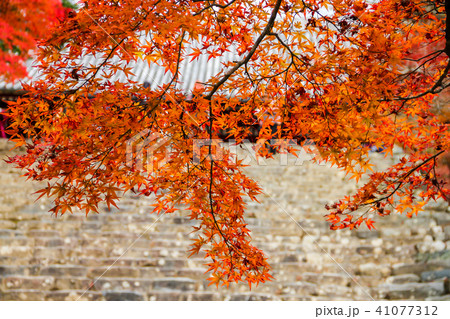 神護寺、金堂前石段に紅葉 神護寺、金堂前石段に紅葉 41077312