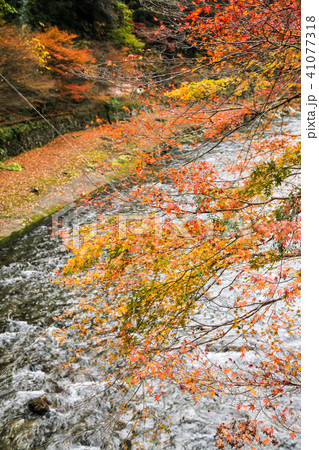 高尾橋から眺める高尾の紅葉の清滝川 41077318