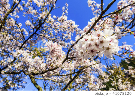 Cherry Blossom of alishan in Chiayi, Taiwan Cherry Blossom of alishan in Chiayi, Taiwan 41078120