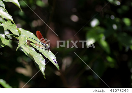 ニホンカワトンボ ニホンカワトンボ 41078246