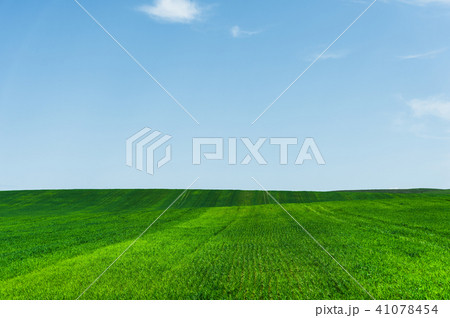 Fresh green wheat field and blue sky ideal for nature background 41078454