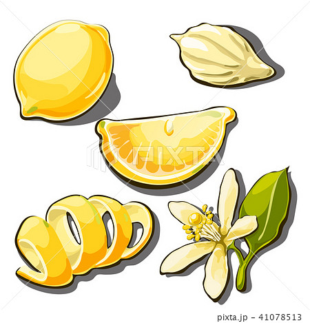 Whole ripe yellow lemon. Peel, slice, seed and flower of lemon isolated on a white background Whole ripe yellow lemon. Peel, slice, seed and flower of lemon isolated on a white background 41078513