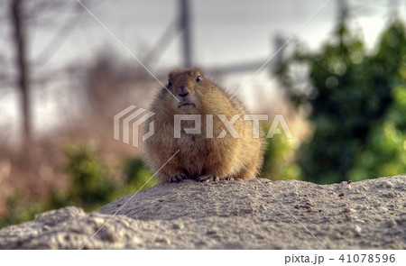 Close up of animal in domestic setting 41078596