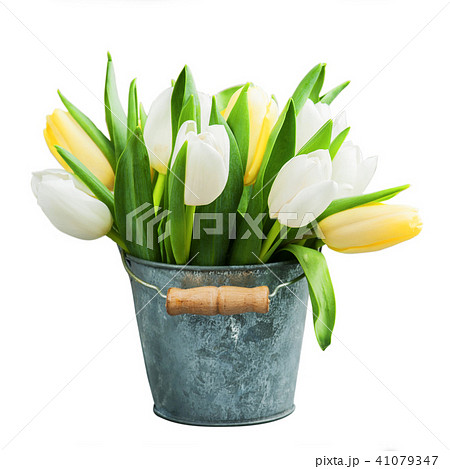 White and yellow tulips in tin bucket White and yellow tulips in tin bucket 41079347