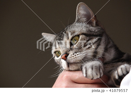 抱っこされる猫 顔アップ 抱っこされる猫 顔アップ 41079557