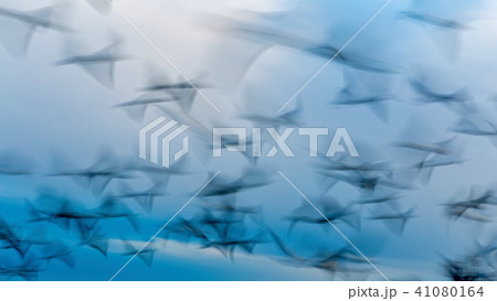 Abstract photo from flying seagulls 41080164