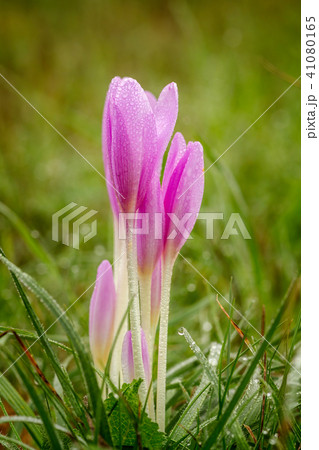 Nice autumn flowers in the meadow, Colchicum 41080165