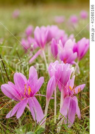 Nice autumn flowers in the meadow, Colchicum Nice autumn flowers in the meadow, Colchicum 41080166