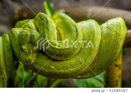 Green snake on the branch 41080167