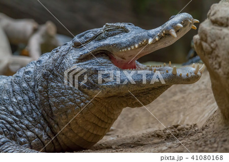 Crocodile portrait Crocodile portrait 41080168