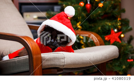 New Year's photo of black cat in Santa costume New Year's photo of black cat in Santa costume 41080319
