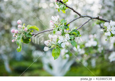 Close up apple blossom white flowers Close up apple blossom white flowers 41080536