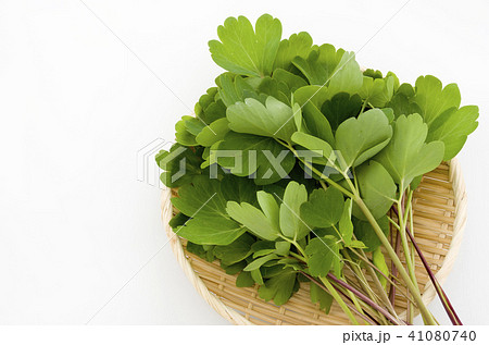 長命草（ボタンボウフウ） 41080740