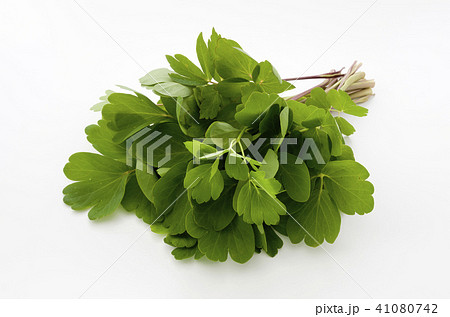 長命草（ボタンボウフウ） 41080742