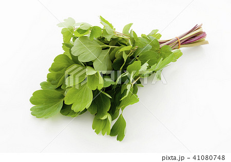 長命草（ボタンボウフウ） 41080748