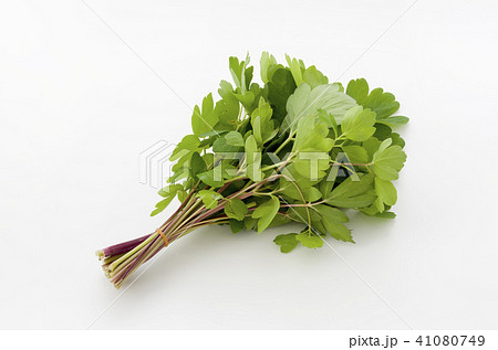 長命草（ボタンボウフウ） 41080749