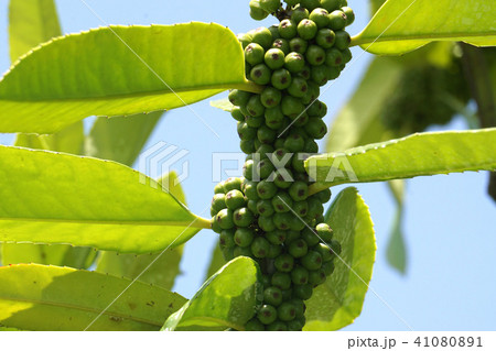 タラヨウの実 41080891